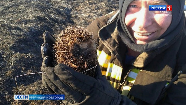 Огонь травяных пожаров подвергает опасности не только людей, но и всё живое вокруг