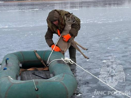 Попавшую в беду валдайскую косулю со льда озера вытащили при помощи лодки и верёвки